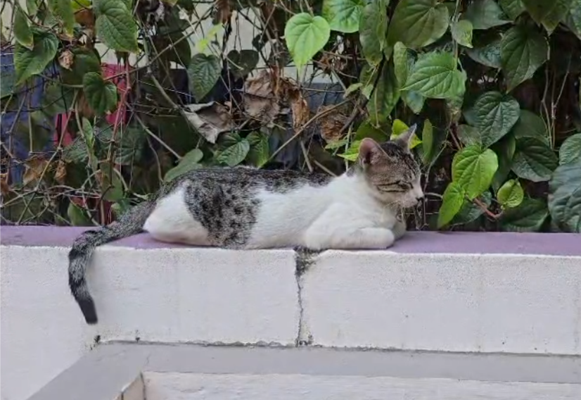 Urgently looking for homes for 4 indie kittens - Anyone interested (Vijayawada) ?