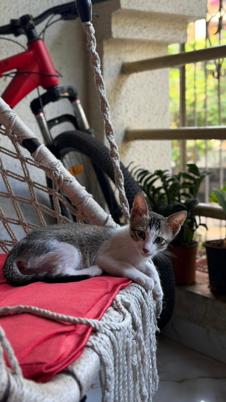This little baby boy is up for adoption 🥺