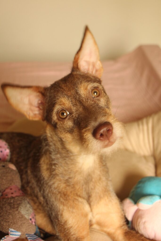 Fizzy,6-month-old Indie-Terrier mix, in Chennai looking for her forever home πΎ