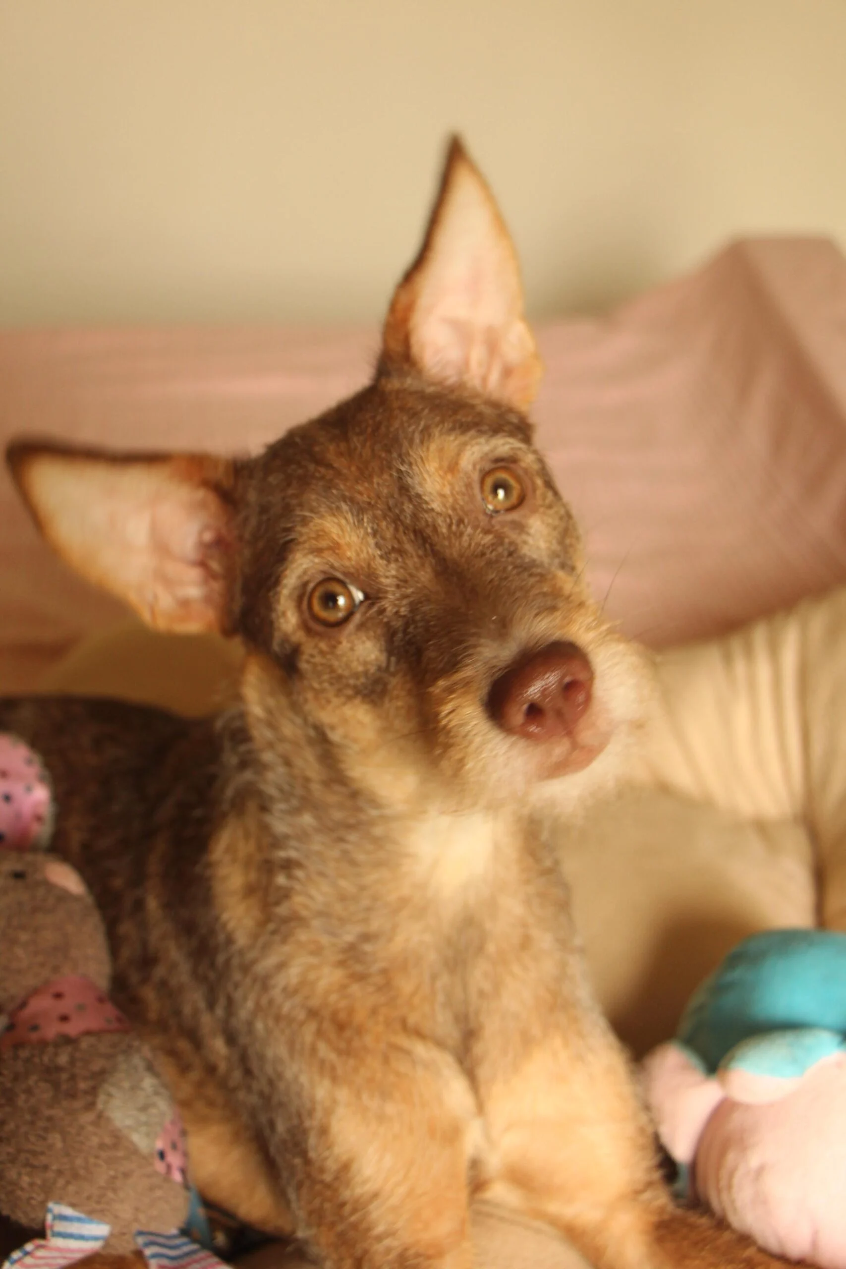 Fizzy,6-month-old Indie-Terrier mix, in Chennai looking for her forever home 🐾