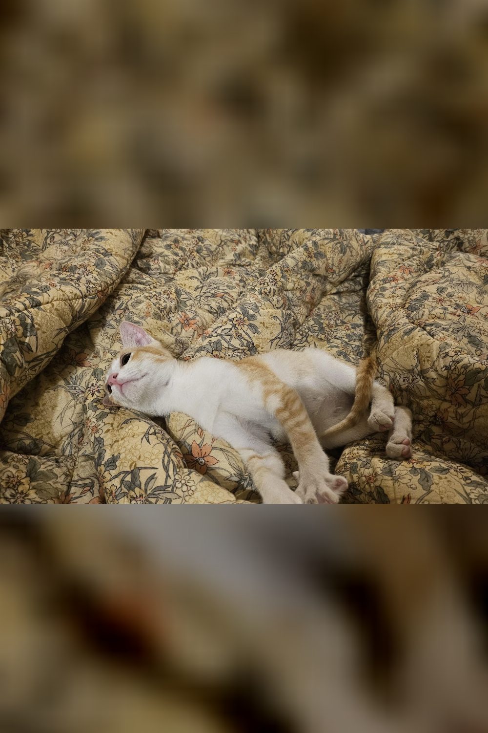 The orange kitten found in an apartment has been adopted — Bengaluru