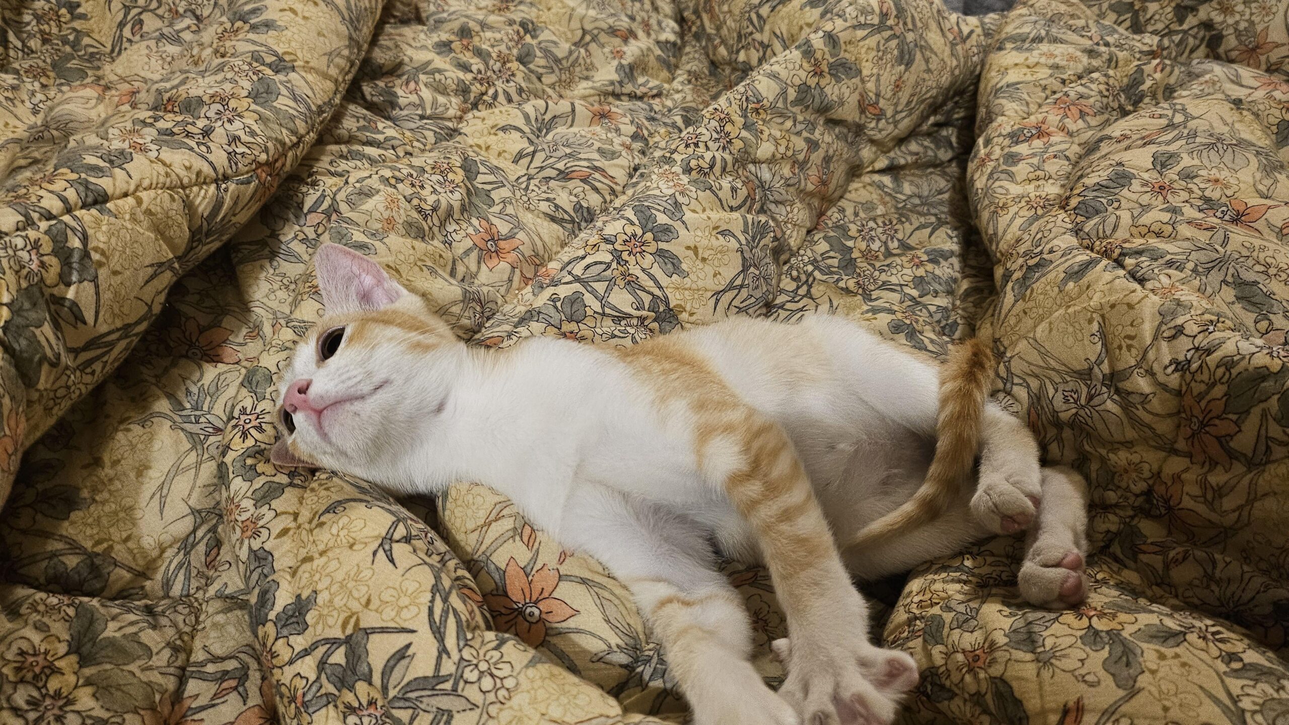 Urgent kitten for adoption in Bangalore