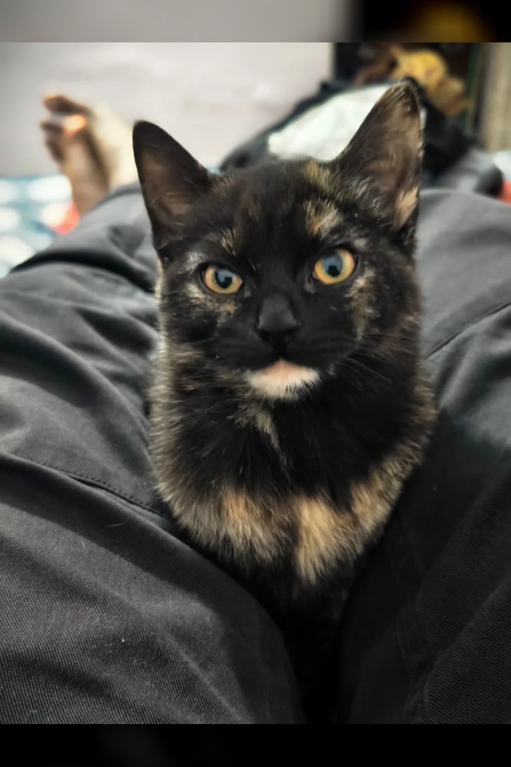 4 months old Kitten in Delhi NCR