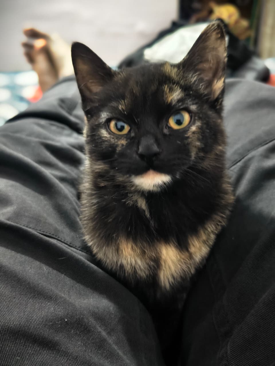 4 months old Kitten