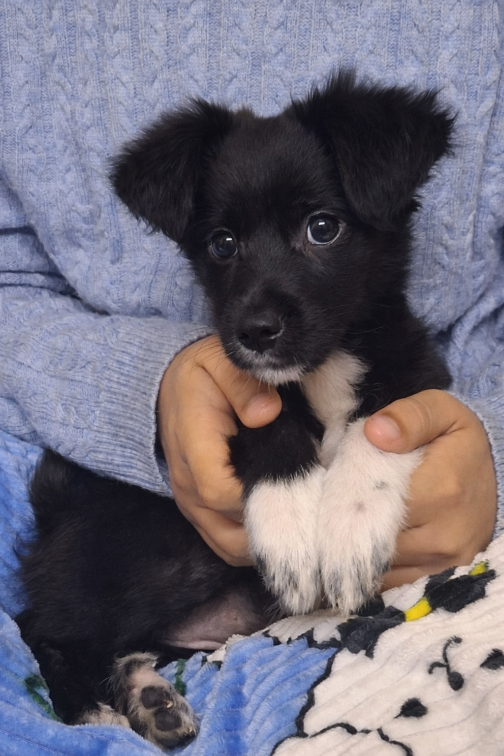 Puppy for adoption Delhi NCR. Pepper needs her forever home urgently.