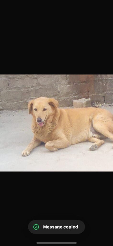 Sonipat adoption request
