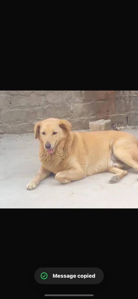 Sonipat adoption request