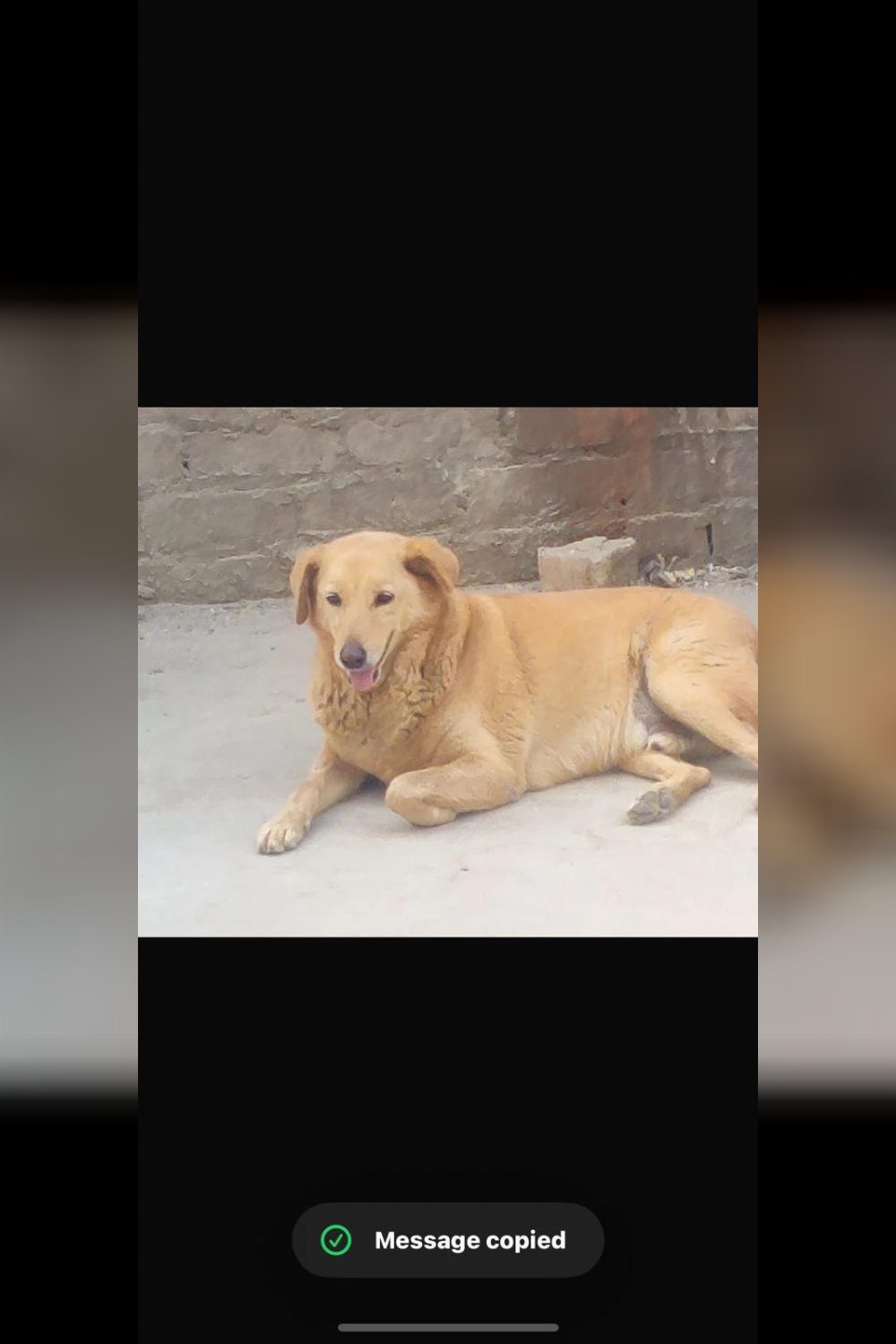Sonipat adoption request — Delhi NCR