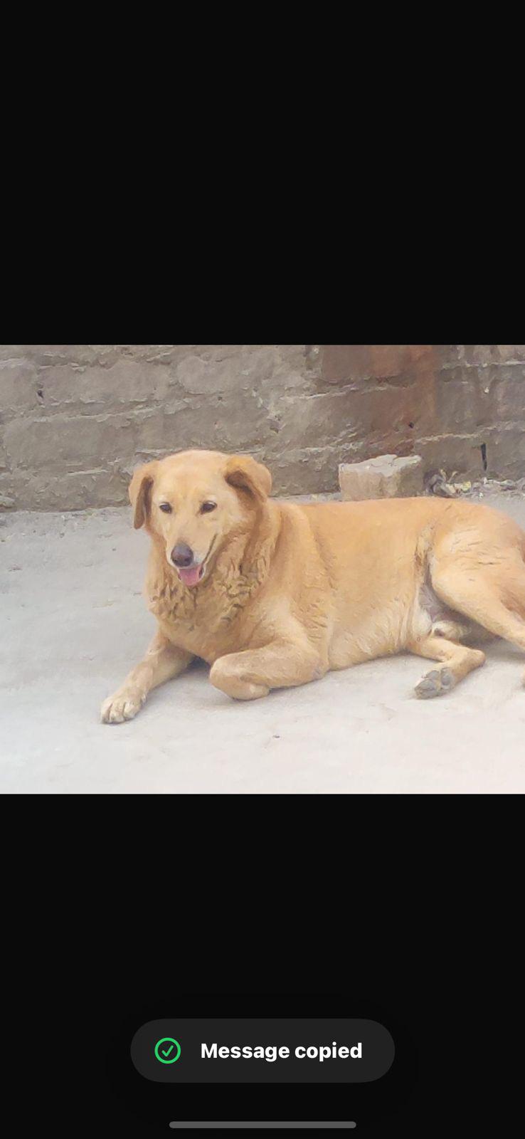 Sonipat adoption request