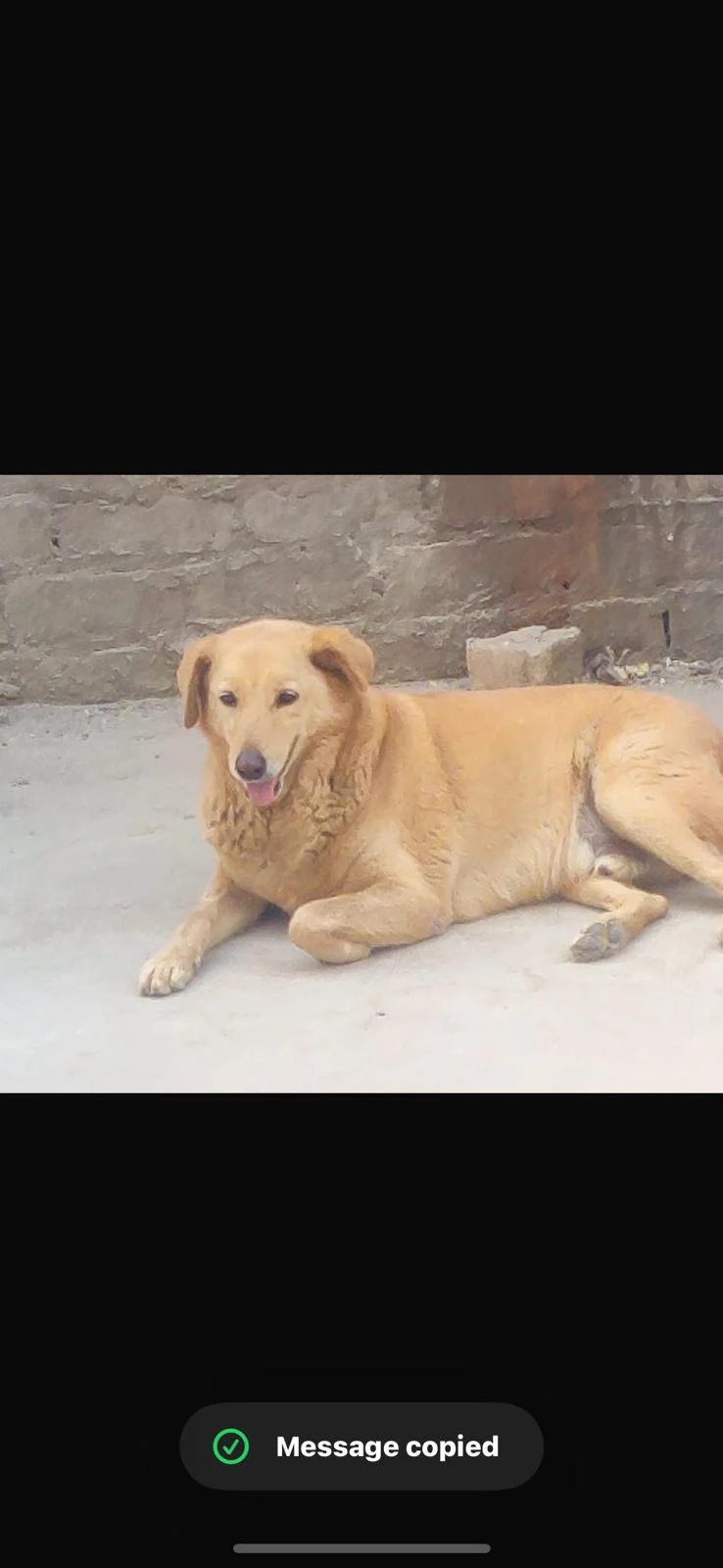 Sonipat adoption request