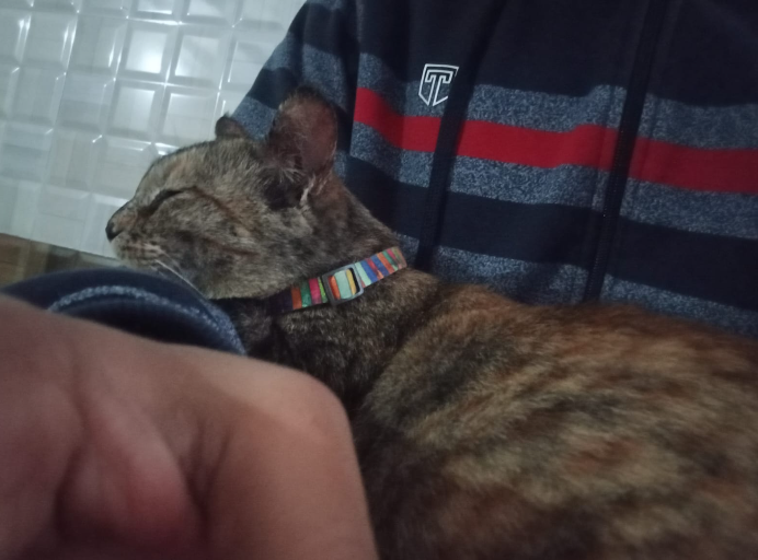 📢 Adoption Alert: 5 Kittens up for adoption in DELHI NCR