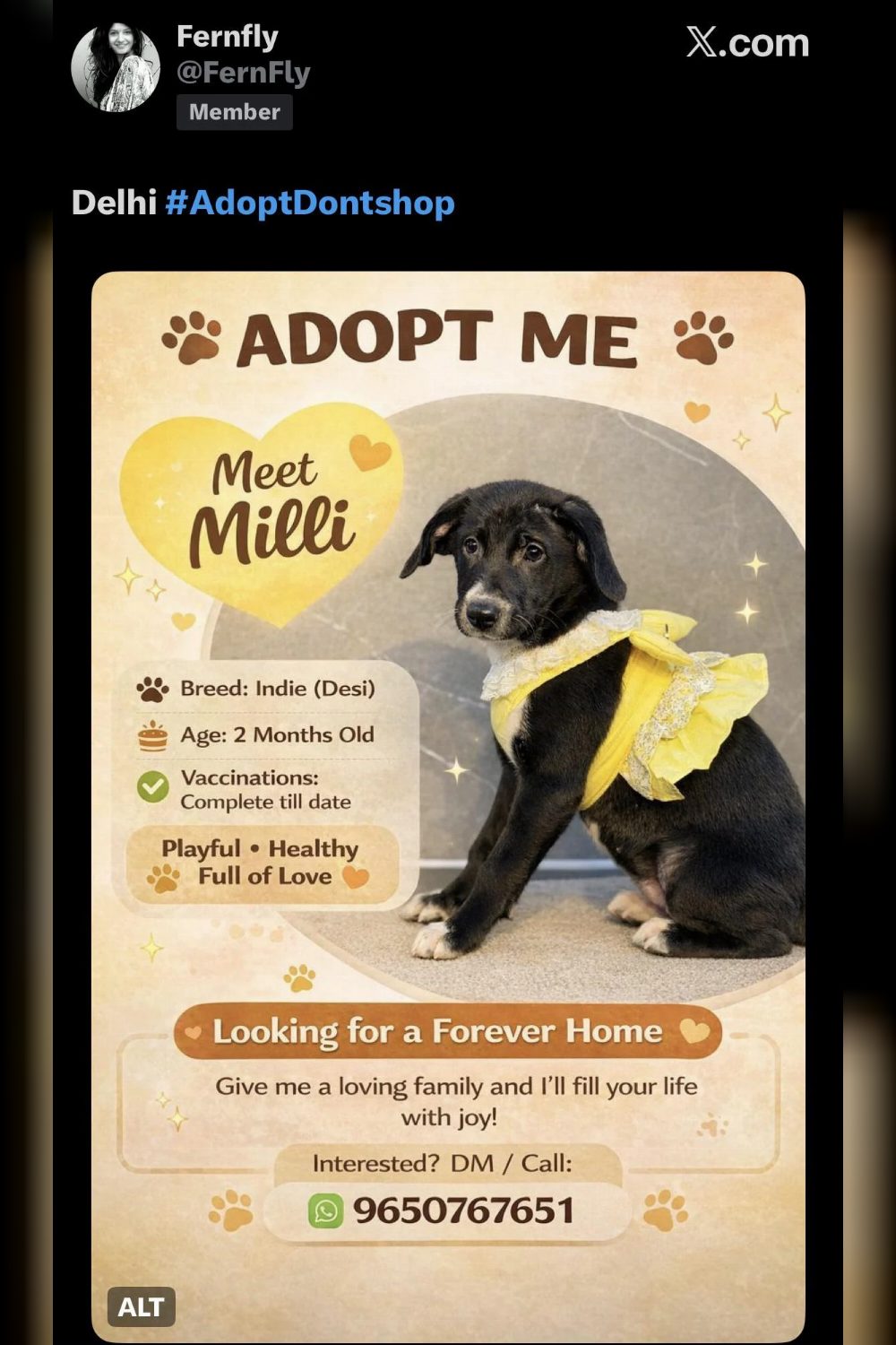 Indie puppy for adoption — Delhi NCR