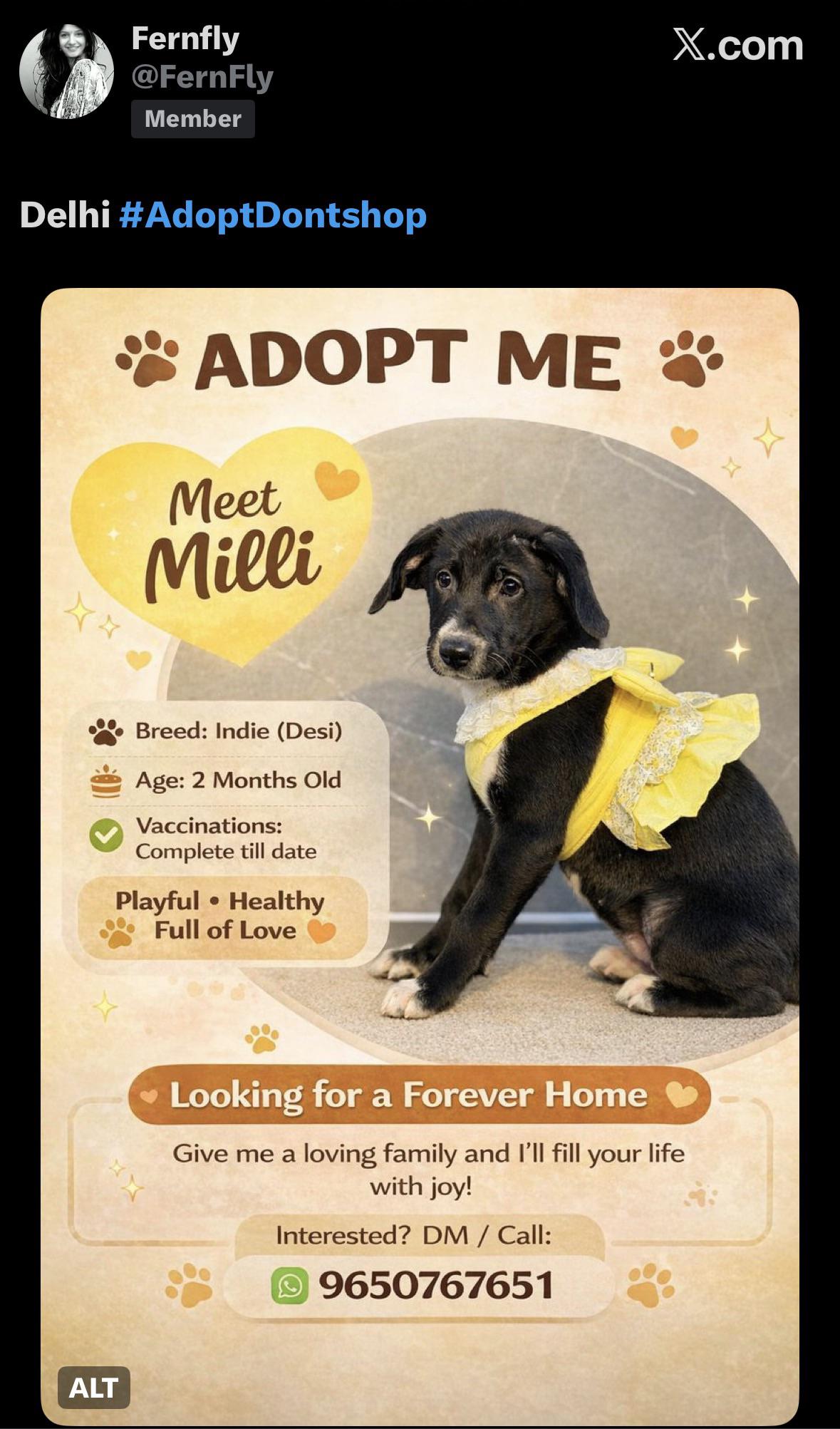 Indie puppy for adoption in Delhi NCR