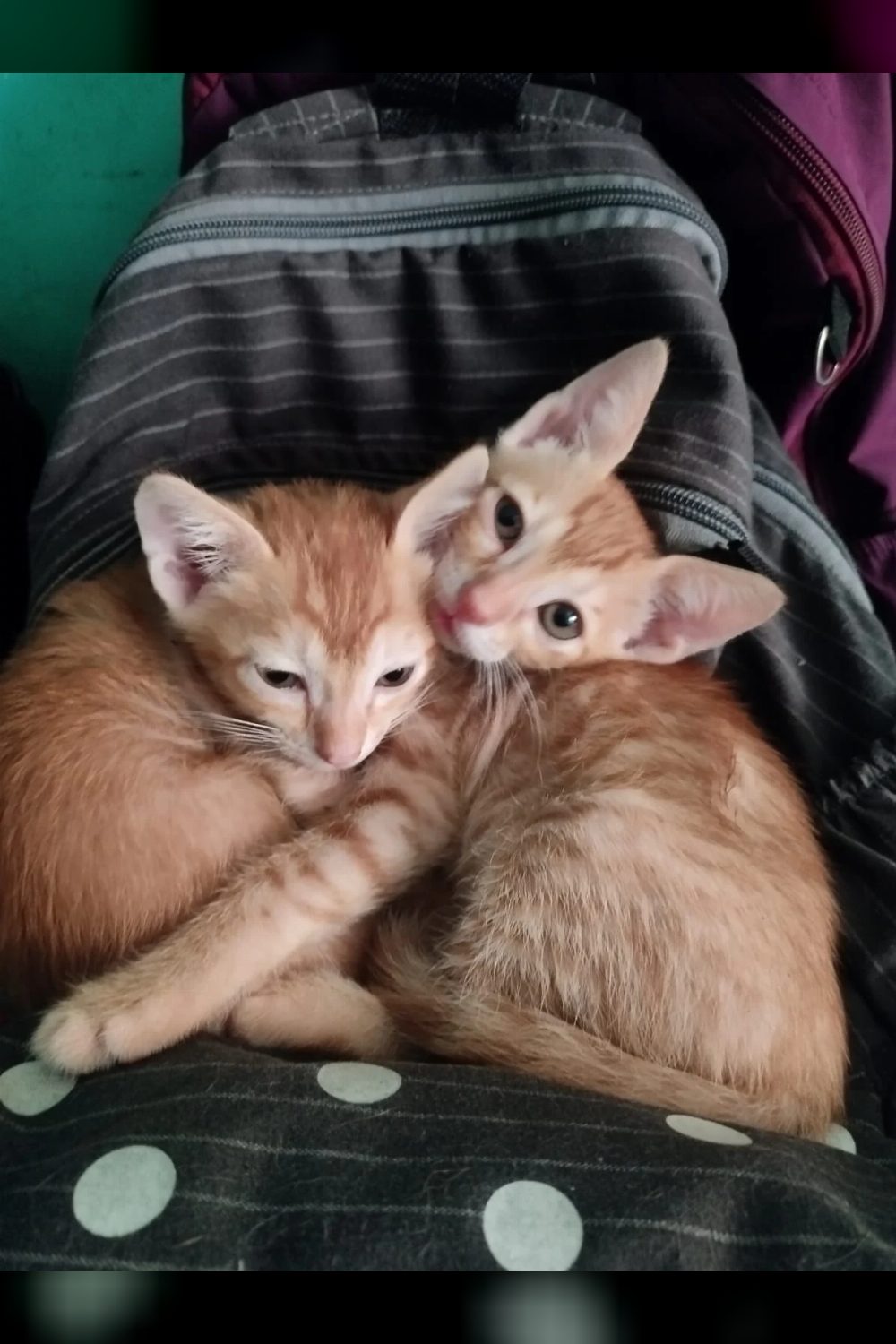 3.5-month-old male kitten for adoption — Thane
