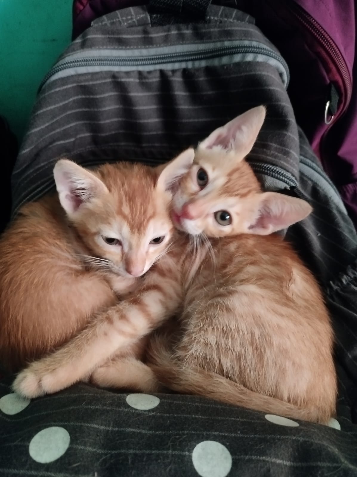 Adoption request
