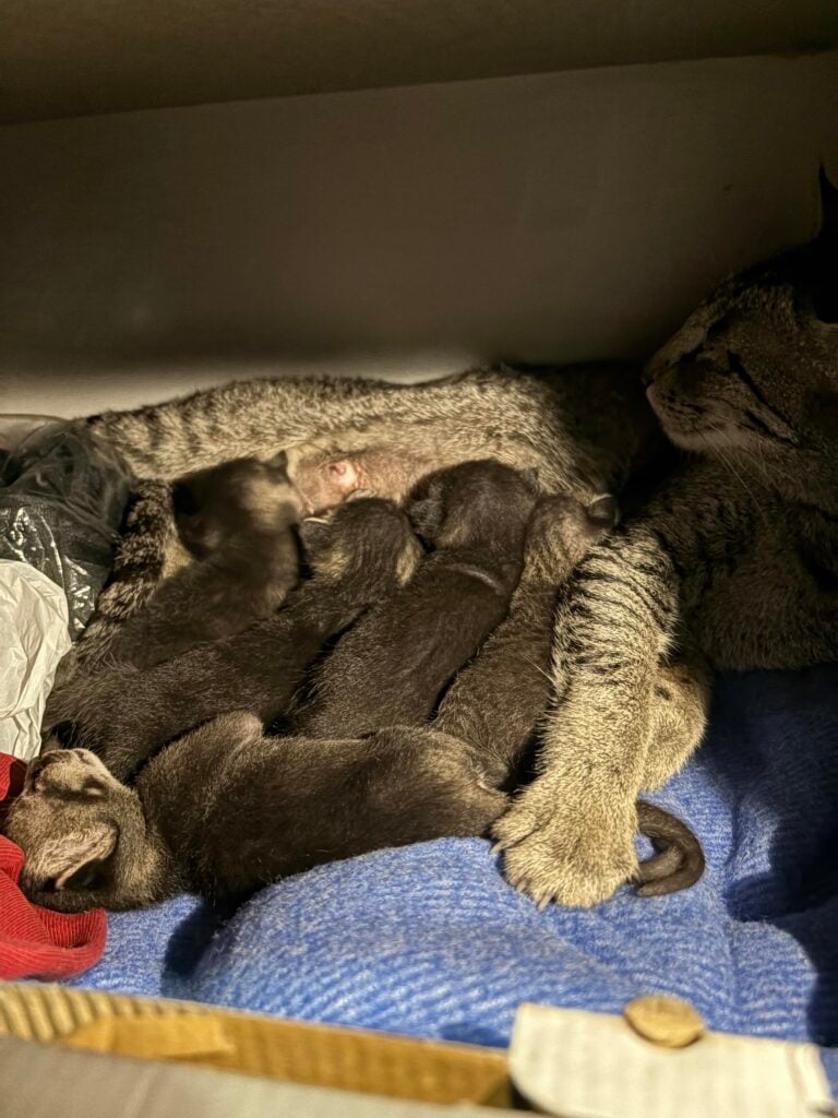 Adopt Baby BonBons (Pt.2)