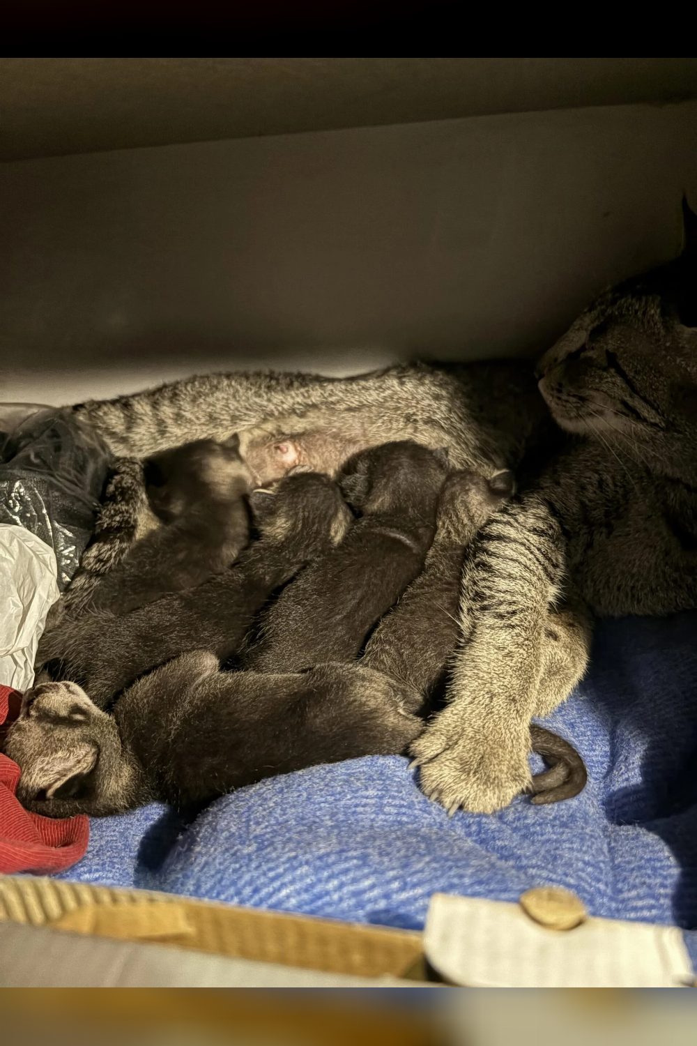 Adopt Baby BonBons (Pt.2) — Delhi NCR
