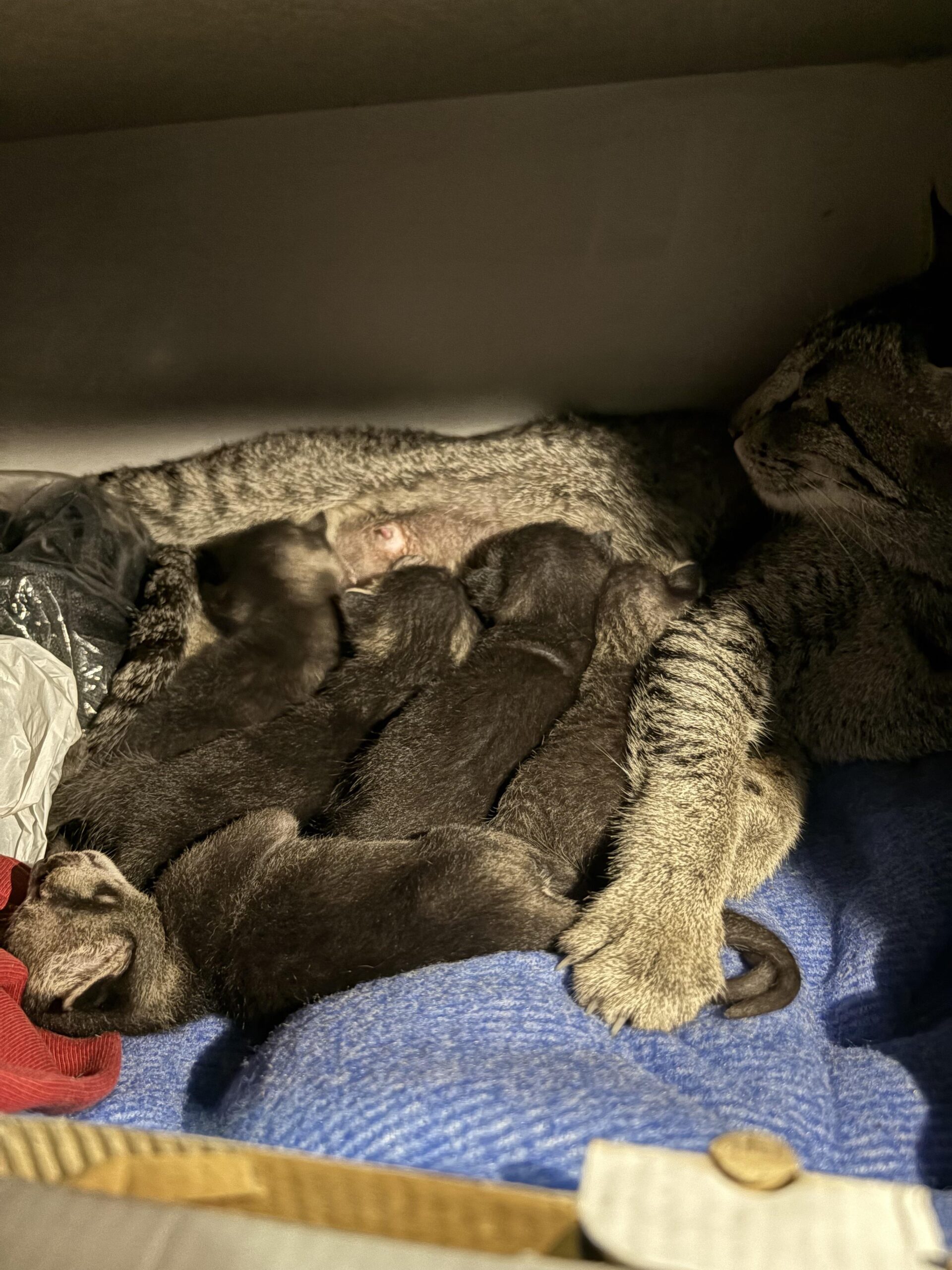 Adopt Baby BonBons (Pt.2)