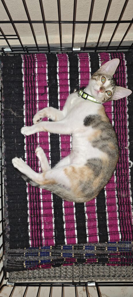 Urgent adoption appeal for kittens (Hitech City/Hyderabad)