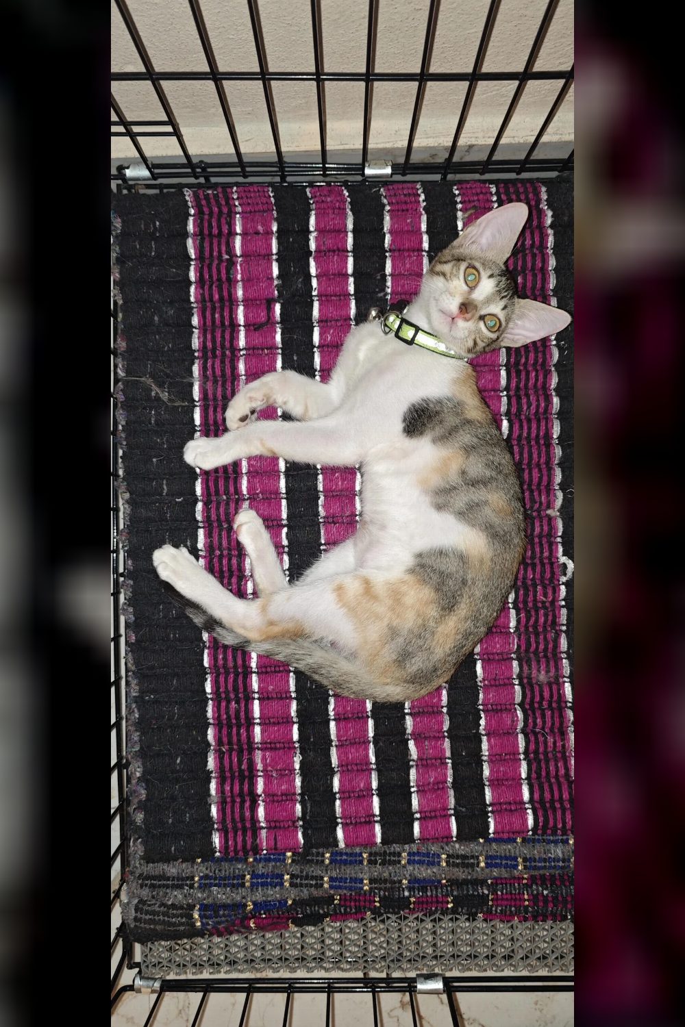 3-month-old female kitten for adoption — Hyderabad