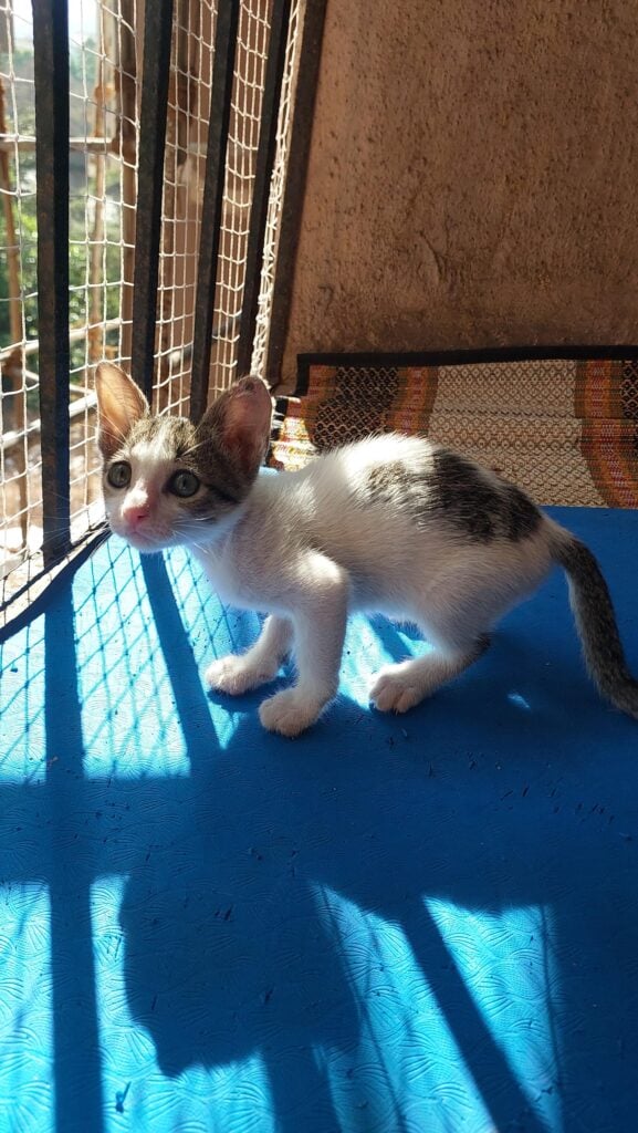 Male kitten for adoption in Thane, Maharashtra