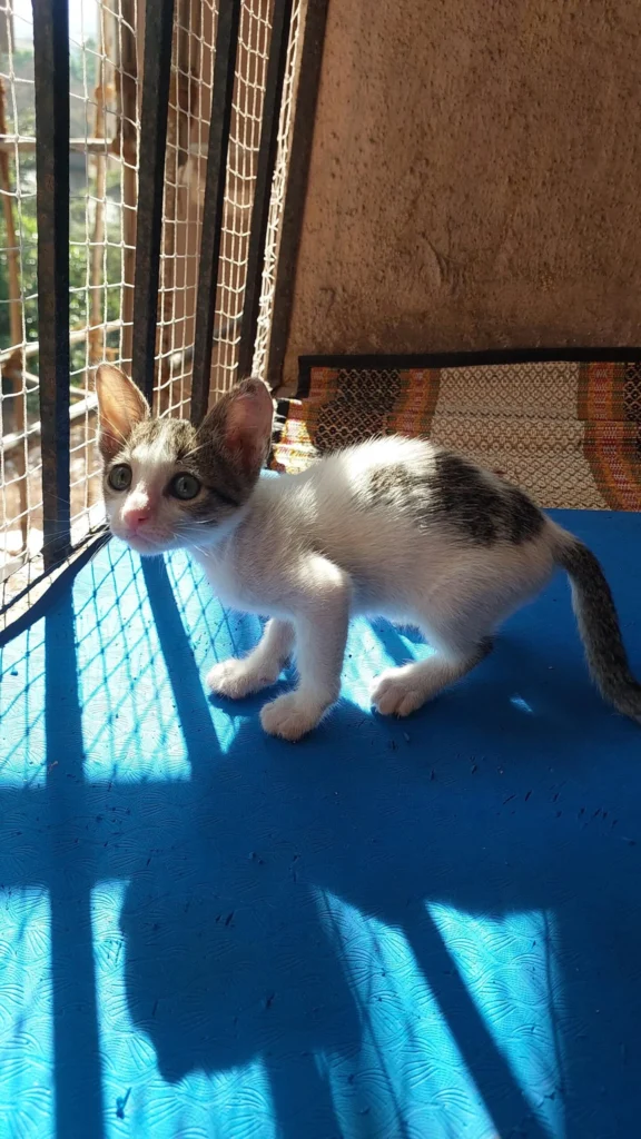 Male kitten for adoption in Thane, Maharashtra
