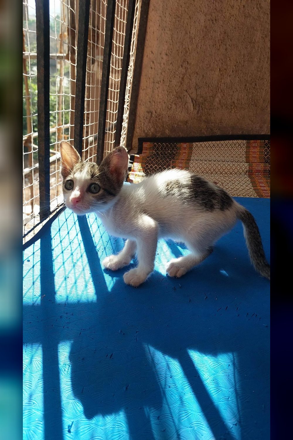 Male kitten for adoption in Thane, Maharashtra