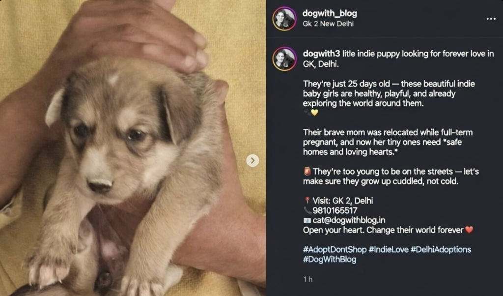 One-month-old motherless puppies for adoption in GKII, Delhi