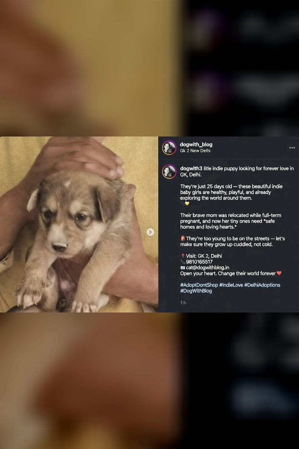 One-month-old motherless puppies for adoption in GKII, Delhi