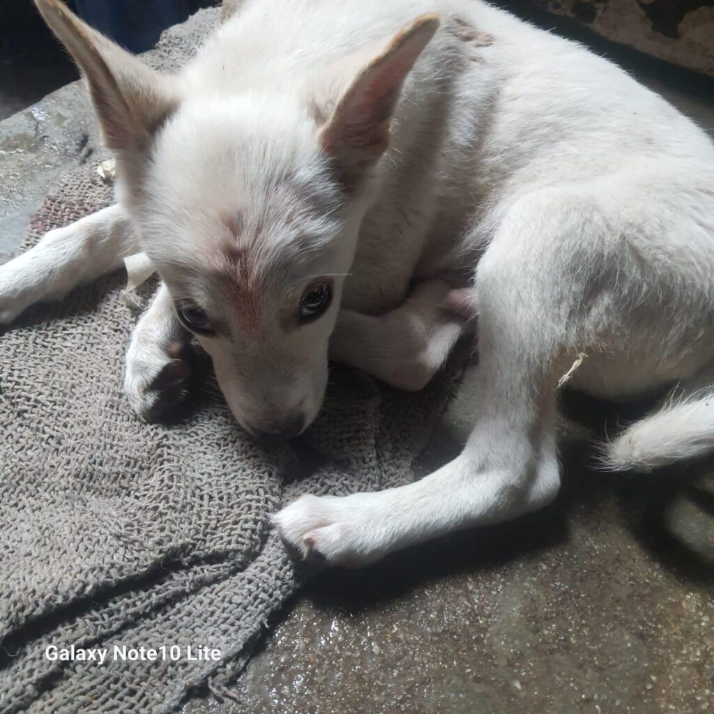 Abandoned spitz for adoption in Delhi