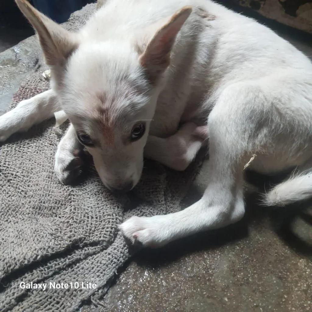 Abandoned spitz for adoption in Delhi
