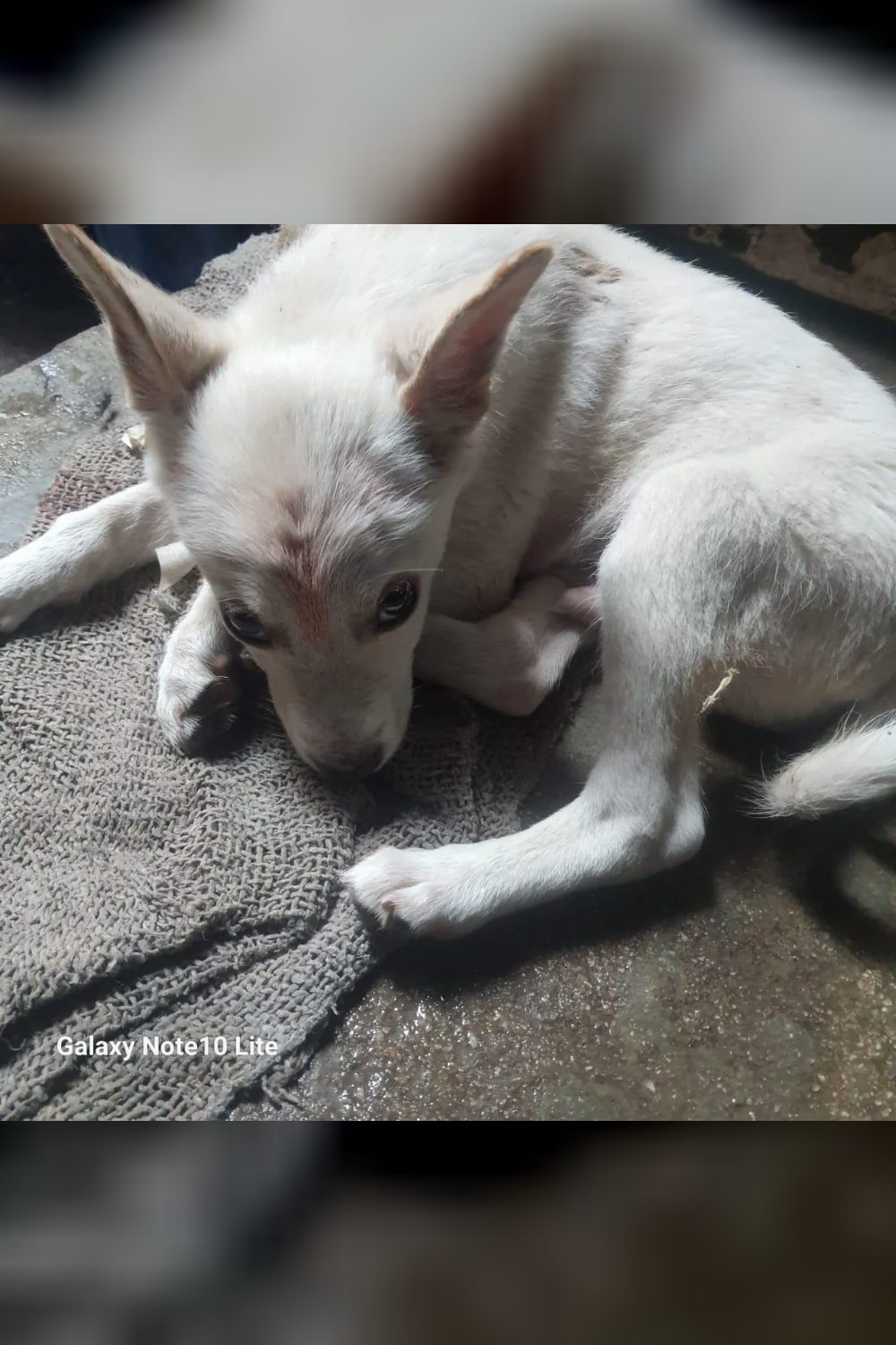 Abandoned spitz for adoption in Delhi