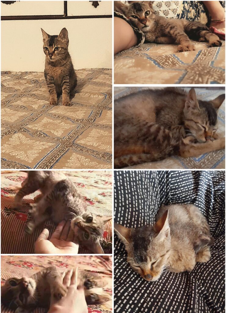 I found a very friendly young female stray cat near my home in (Varanasi.) She is affectionate, loves cuddling, and is comfortable with peop