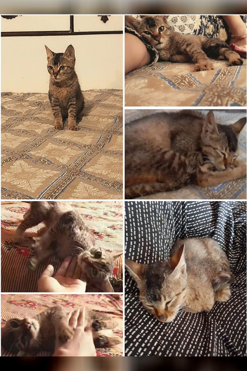 I found a very friendly young female stray cat near my home in (Varanasi.) She is affectionate, loves cuddling, and is comfortable with peop