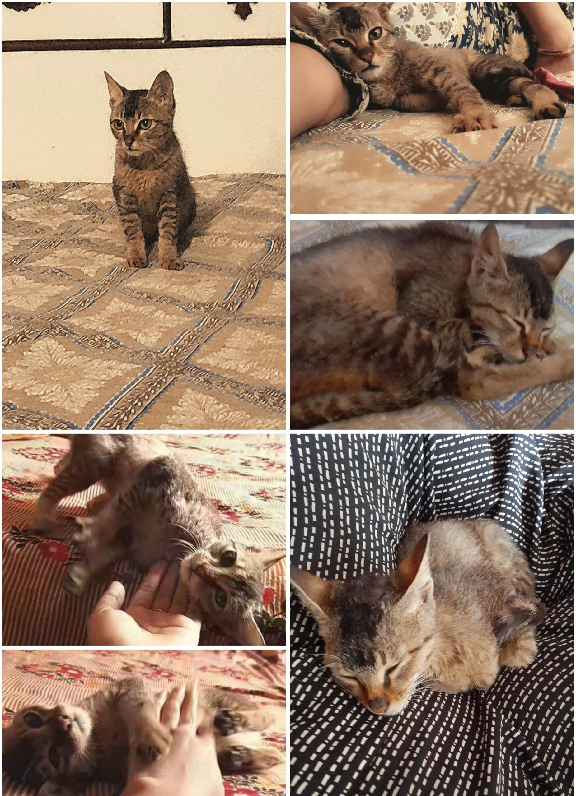 I found a very friendly young female stray cat near my home in (Varanasi.) She is affectionate, loves cuddling, and is comfortable with peop