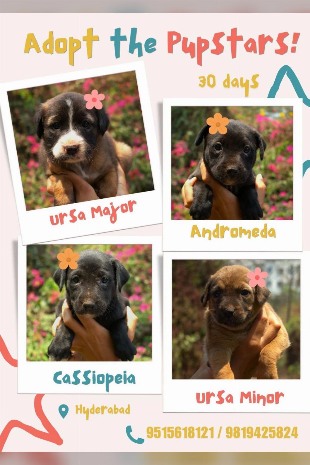 Year-old female puppy for adoption — Hyderabad
