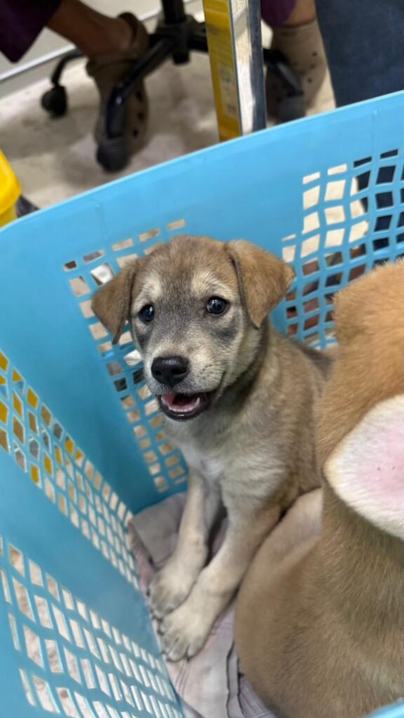 Indie pups for adoption