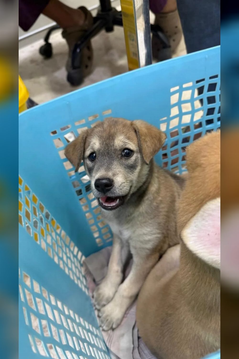 Indie pups for adoption in Mumbai