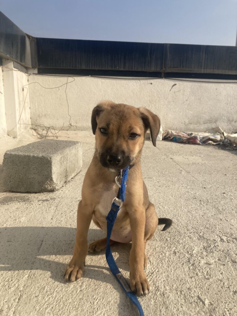 Humble Adoption request for this cute female pup Bangalore