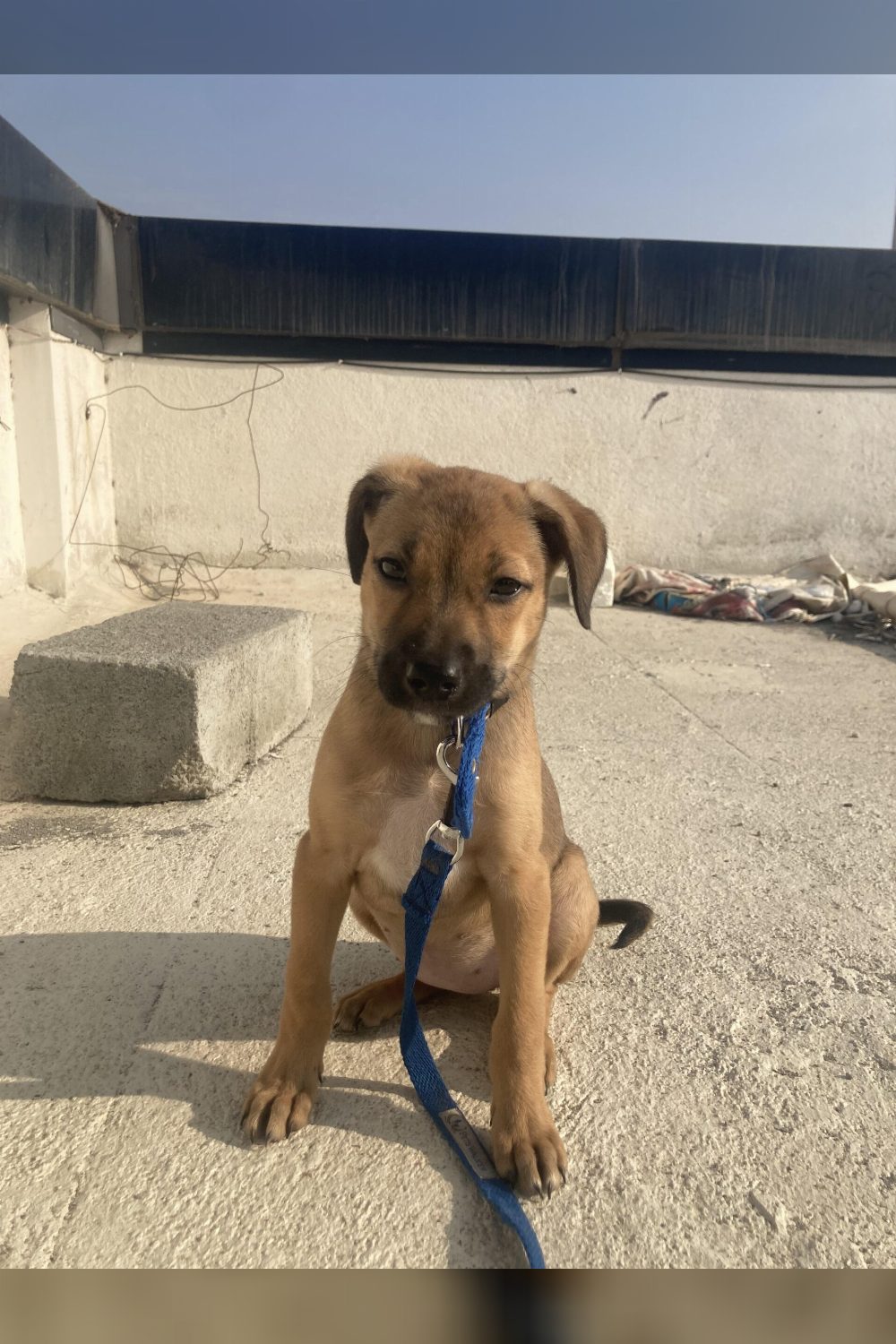 Humble Adoption request for this cute female pup Bengaluru
