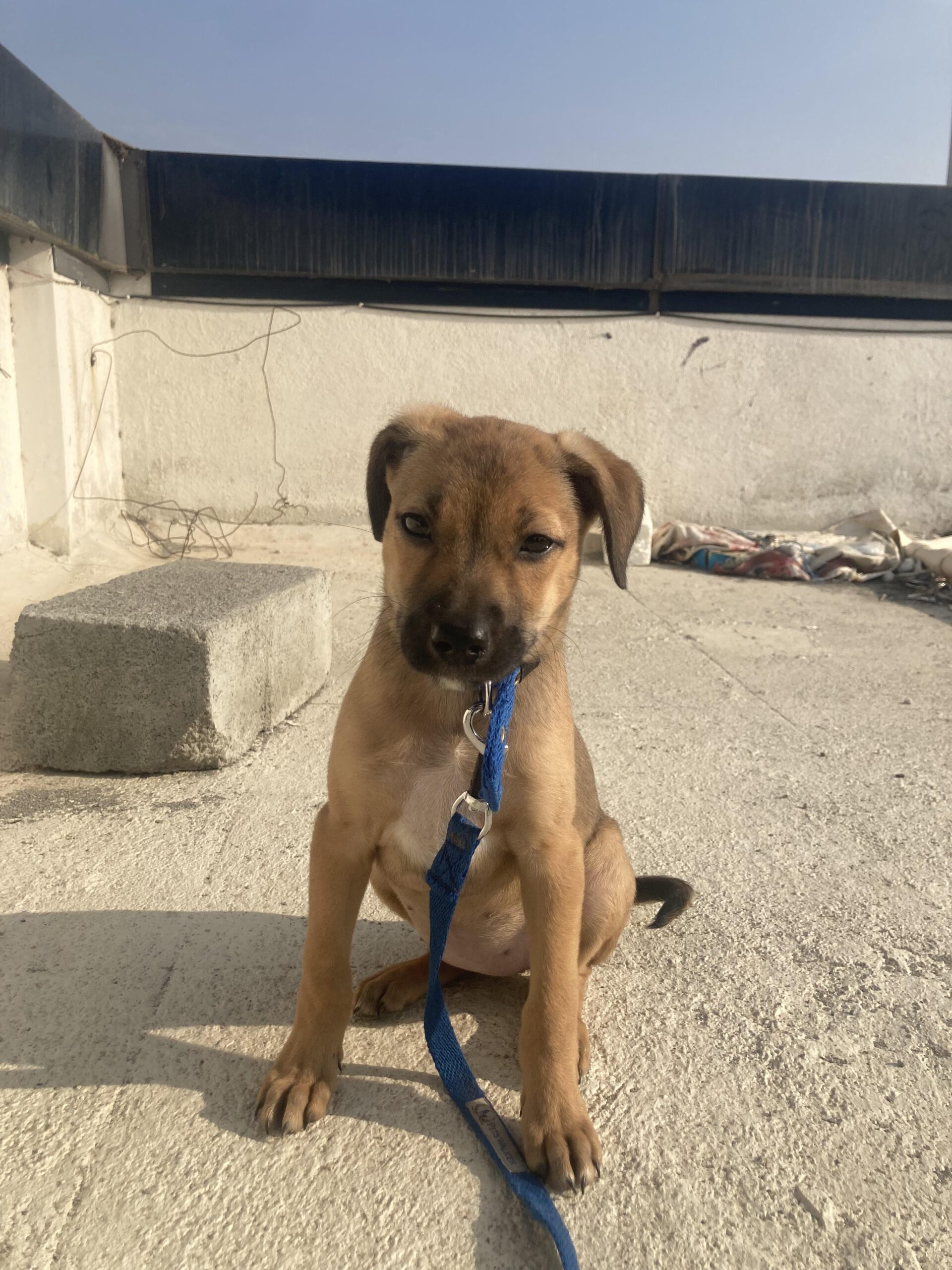 Humble Adoption request for this cute female pup Bangalore