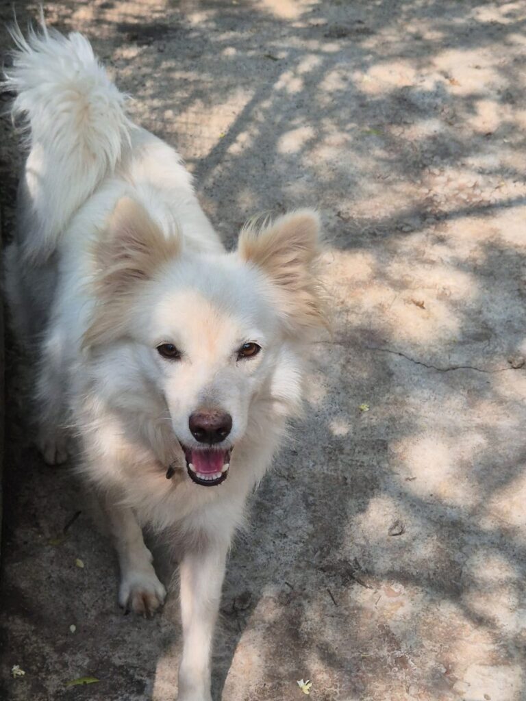 Faith, 1-year-old Pomeranian-mix found tied to a tree, needs a home in Pune