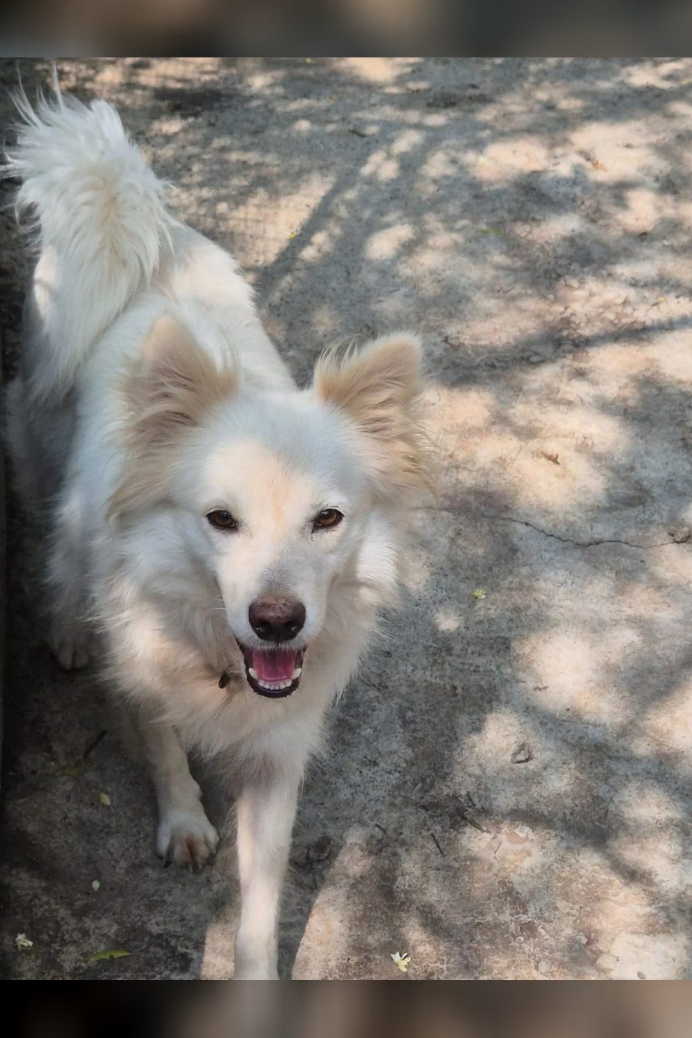 Faith, 1-year-old Pomeranian-mix found tied to a tree, needs a home — Pune