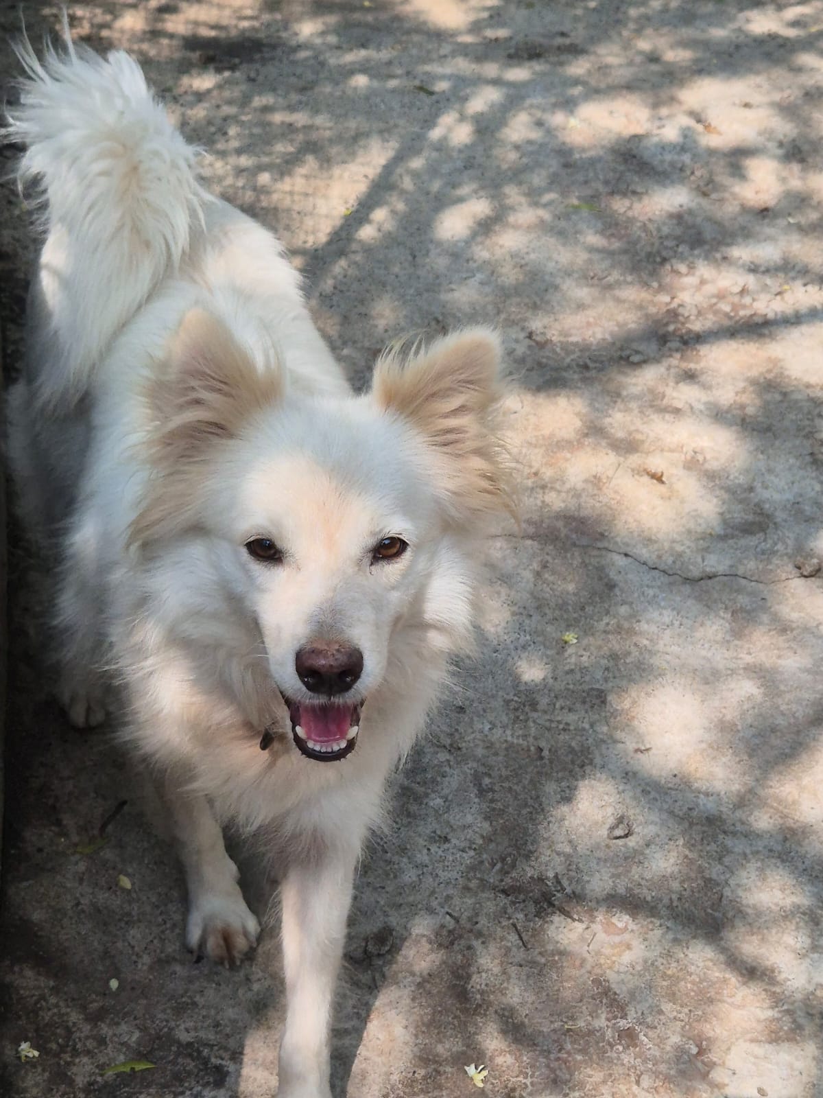 Faith, 1-year-old Pomeranian-mix found tied to a tree, needs a home in Pune