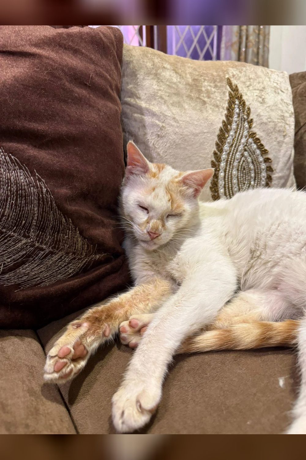 Adopt Heena🐈 — Delhi NCR