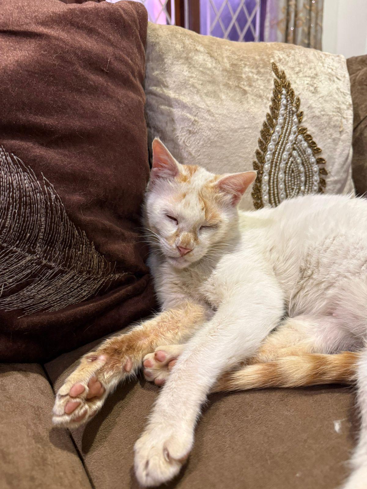 Adopt Heena🐈