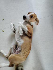 Dog adoption