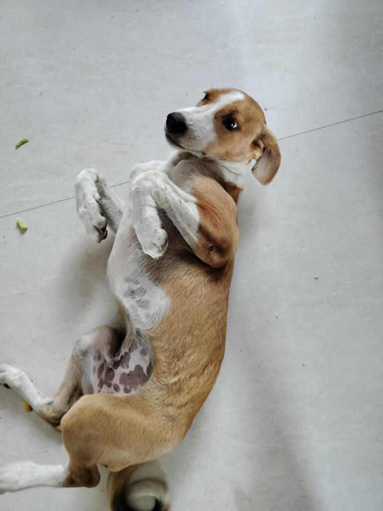Dog adoption