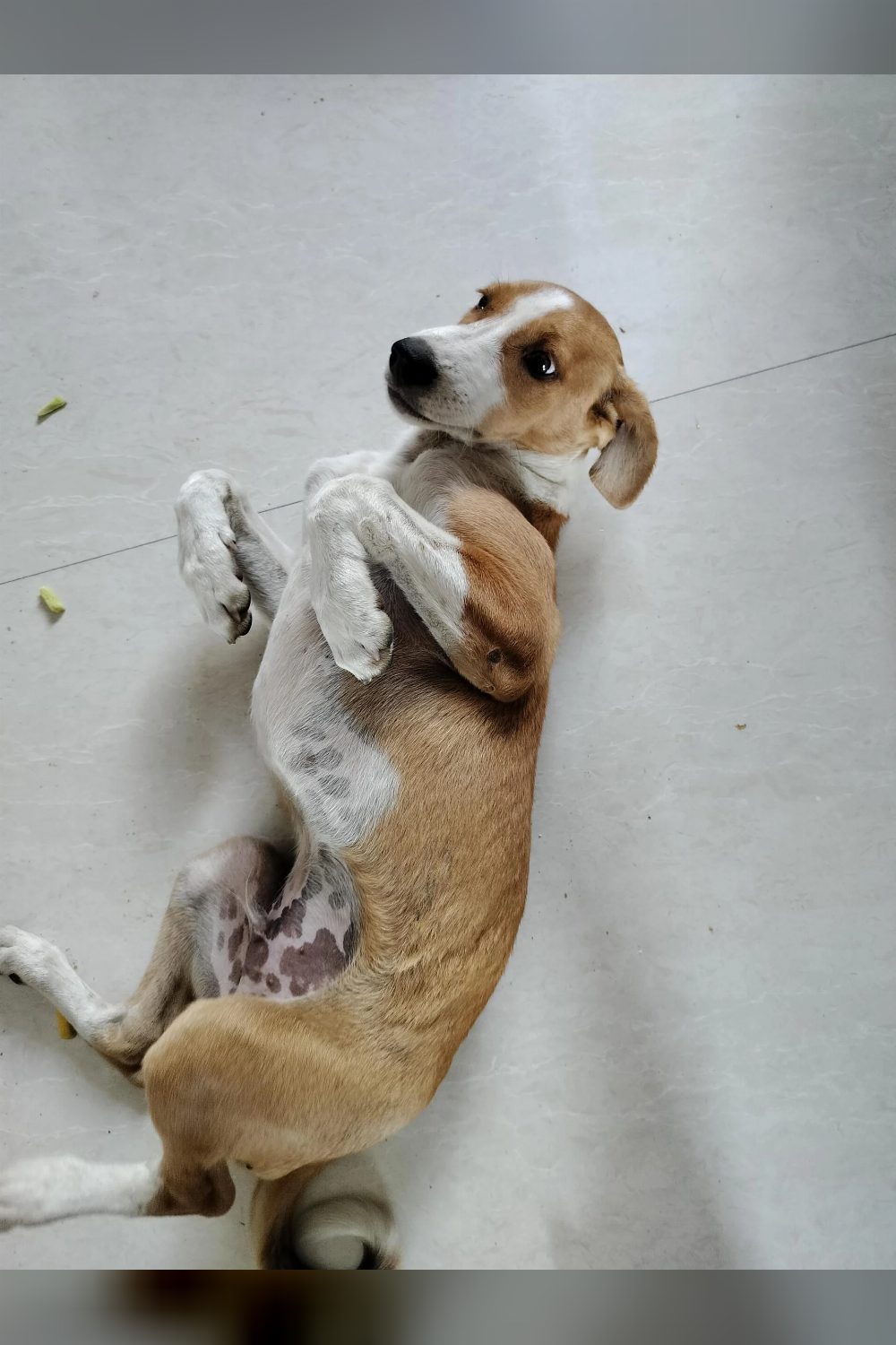 Three-month-old indie boy who needs plenty of attention — Indore
