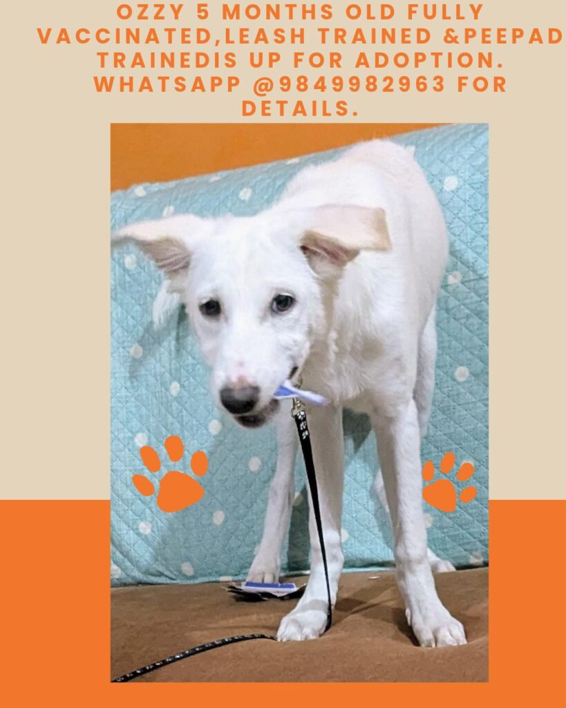 Hyderabad adoption